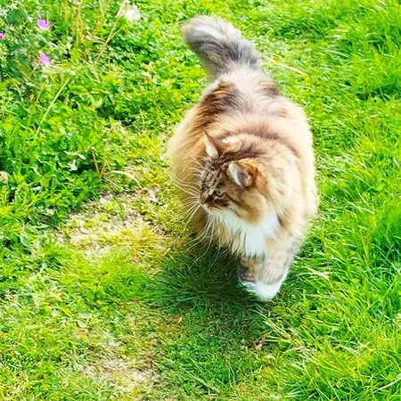 Casa de hóspedes Des Fours Agonges