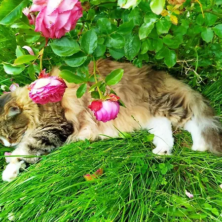 Des Fours Гостевой дом Agonges