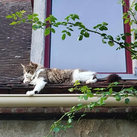Maison d'hôtes Des Fours Agonges