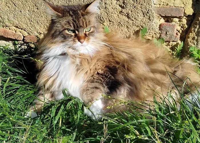 Des Fours Vendégház Agonges